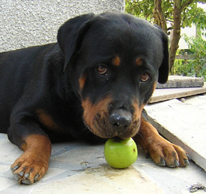 chien