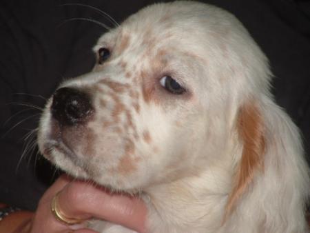 chien