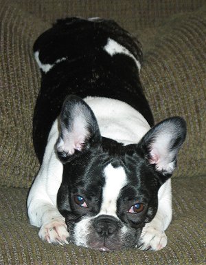 bulldog